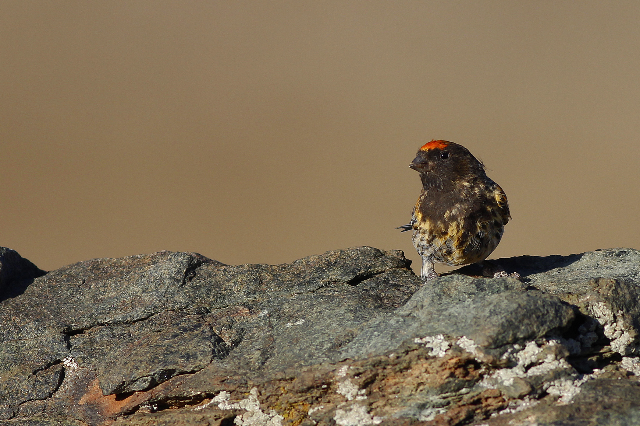Fire-fronted Serin